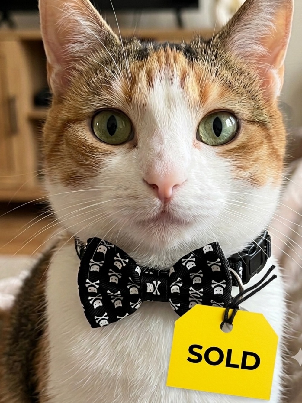 Black Skull Bow Tie Cat or Smsll Dog Collar - Goth, Punk, Grunge, Alternative